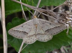 Isturgia arenacearia