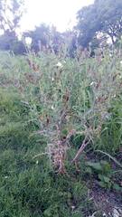 Argemone subfusiformis