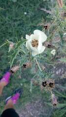 Argemone subfusiformis