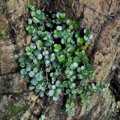 Peperomia catharinae