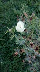 Argemone subfusiformis