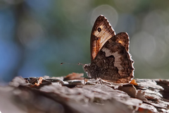 Hipparchia pellucida