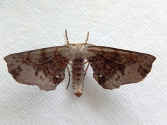 Parepisparis excusata