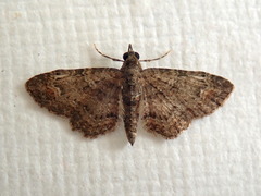 Pasiphilodes testulata