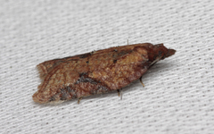 Acleris aspersana