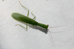 Orthodera ministralis