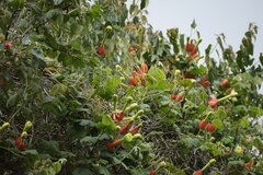 Passiflora ampullacea