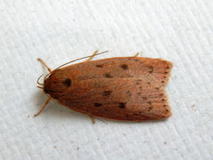 Prionocris protoxantha