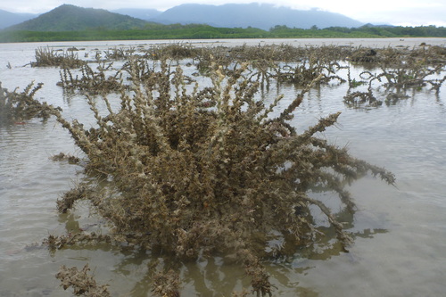 Eunicidae