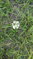 Glandularia platensis