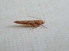 Pyroderces falcatella