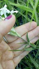 Glandularia platensis