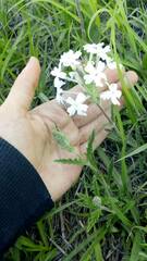 Glandularia platensis