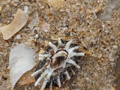 Siphonaria denticulata