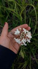 Glandularia platensis