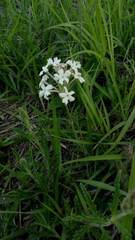 Glandularia platensis