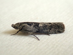 Sciota melanostyla