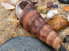 Pyrazus ebeninus