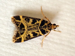 Scoparia melanoxantha