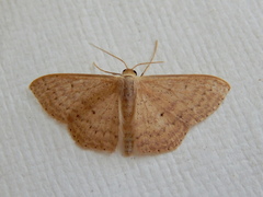 Scopula optivata