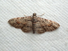 Sigilliclystis insigillata