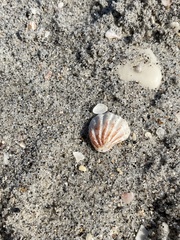 Plicatula gibbosa