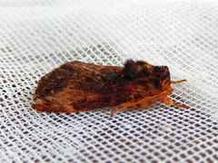Sorama bicolor