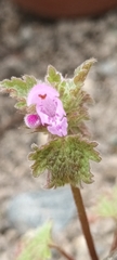 Lamium