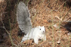 Sciurus niger cinereus