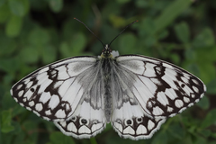 Melanargia larissa