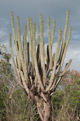 Pachycereus eichlamii