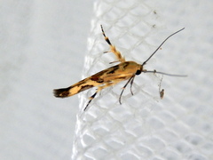 Stathmopoda melanochra