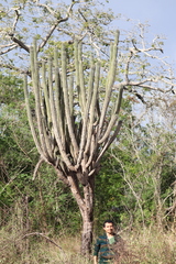 Pachycereus eichlamii