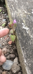 Lamium