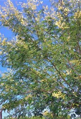 Senegalia bonariensis