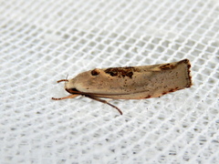 Tymbophora peltastis