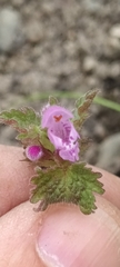 Lamium