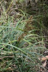 Cladium mariscus