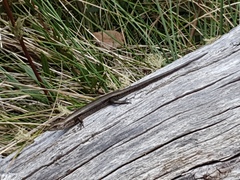 Pseudemoia entrecasteauxii