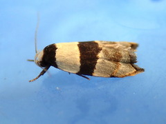 Zonopetala glauconephela