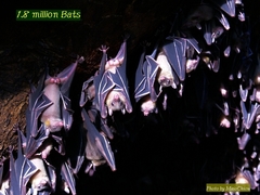 Rousettus amplexicaudatus