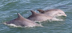 Tamanend's Bottlenose Dolphin photo 2