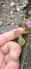 Lamium