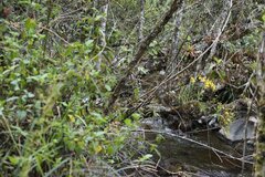 Cyrtochilum pardinum