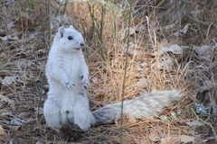 Sciurus niger cinereus