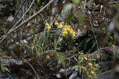 Cyrtochilum pardinum