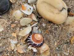 Bembicium nanum
