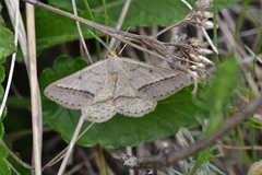 Isturgia arenacearia