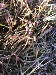 Salicornia perennis