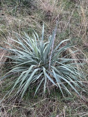 Yucca arkansana